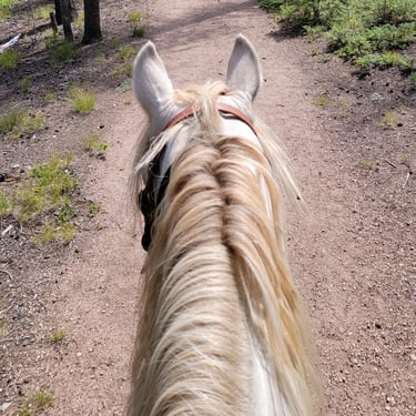 a horse is walking down a path in the woods