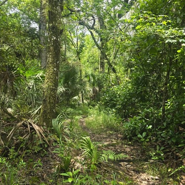 Trail at Charles H Bronson State Forest