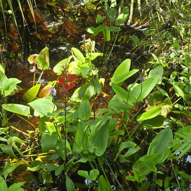 Charles H Bronson State Forest