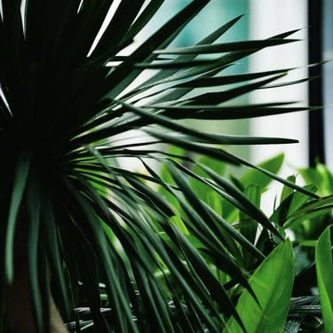 Zion Sky Lounge & Dining Ho Chi Minh Vietnam Saigon more green plants 