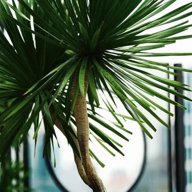 Zion Sky Lounge & Dining Ho Chi Minh Vietnam Saigon Tree in day time showing its green
