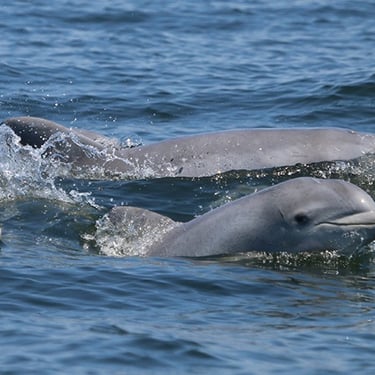 Dolphins swimming