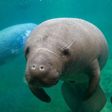 Manatee underwaters