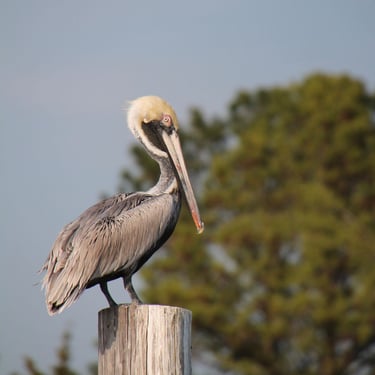 Pelican on peir