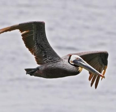 Pelican Flying