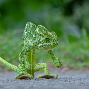 Indian Chameleon - Reptiles of Central India Safaris