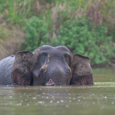 Elephant in Waterhole