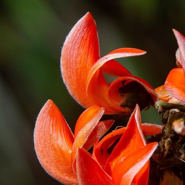 Flame of the forest flower aka Palash tree famous in Central India and West Bengal