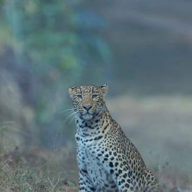 Leopard Sighting on Wildlife and Tiger Safaris in National Parks India