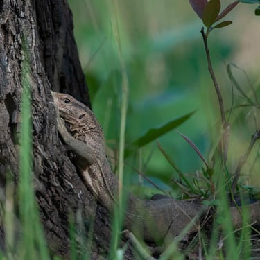 Monitor Lizard - Reptiles of Central India Safaris