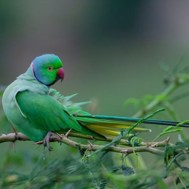Rose Ringed Parakeet During Birding Watching Safari in India