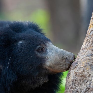 Sloth Bear sightings in Central India - Satpura National Park
