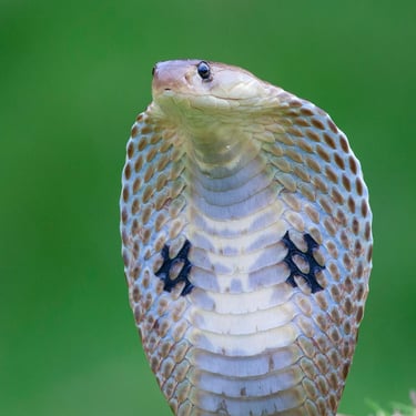 Venomous and Dangerous Snakes of India - Spectacled Cobra