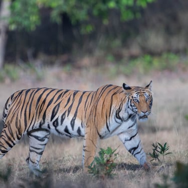 Famous Tiger of Bandhvgarh National Park Central India