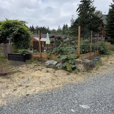Fenced garden with squash and sunflowers, small greenhouse, and rocks beside a gravel path.