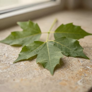 Macro close-up of fresh green neem leaves resting on a warm stone surface, soft morning light