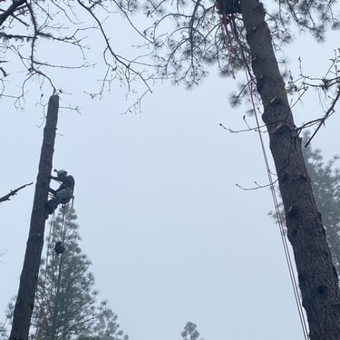 two climbers in tall trees