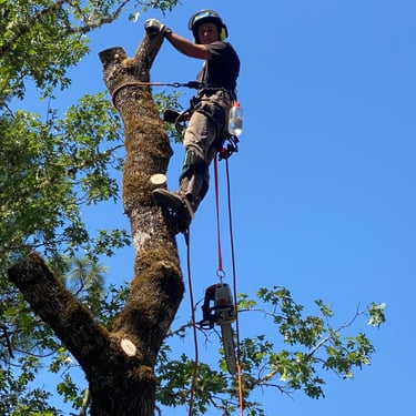 Tree Climber in tree removing limbs