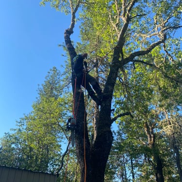 Tree Climber in tree removing limbs next to house