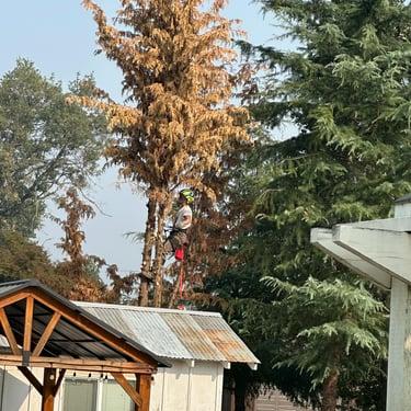 House in front, man climbing tree removing limbs behind
