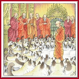 Sacré de Birmanie Seal Point et Moines - Fidélité