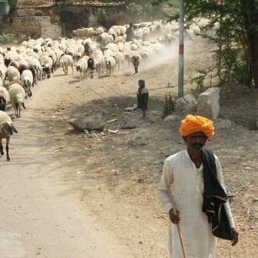 Shepherd and his flock in rural India