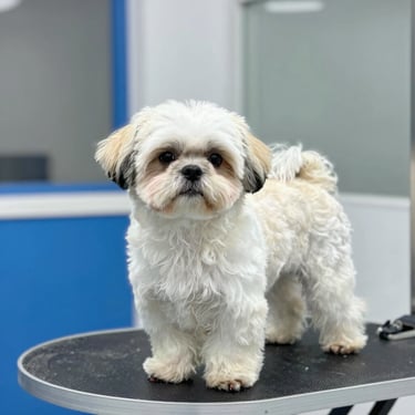 Clean, beautifully trimmed and fluffy Shih Tzu with a neat summer cut, standing proudly on a grooming table, shallow depth of field, 35mm