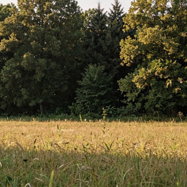 Vue panoramique du domaine d'Adainville en fin de journée, prairies verdoyantes entourées de forêts denses sous une lumière dorée, atmosphère sereine