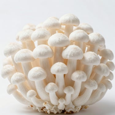 Macro shot of Lion's Mane mushroom, Hericium erinaceus, pure white cascading tendrils, clean clinical white background, soft studio light.
