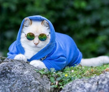 Gatito blanco acostado sobre rocas portando sudadera azul 