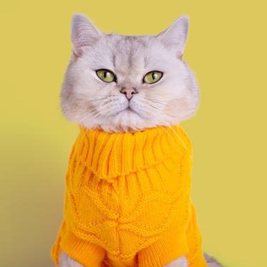 Gatito de pelaje corto portando un sueter de cuello alto tejido naranja