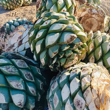 Pile of freshly harvested green agave piñas ready for roasting to create Macheé artisanal spirit.