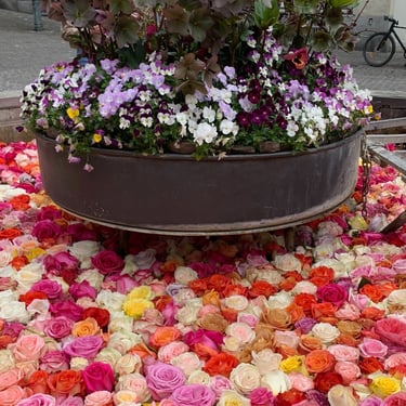 A Beutiful fountain of roses in Zurich, Switzerland