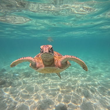 turtle snorkeling mirissa