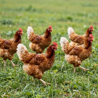 Healthy free-range chickens roaming on lush green grass, bright natural daylight, crisp agricultural editorial style