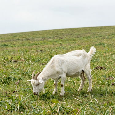 Healthy pasture-raised goats grazing on a sunny grassy hill, natural overcast daylight, clear clean environment