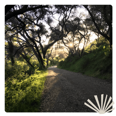 Dirt path through a dark forest with a woodcut of grass overlaying it.