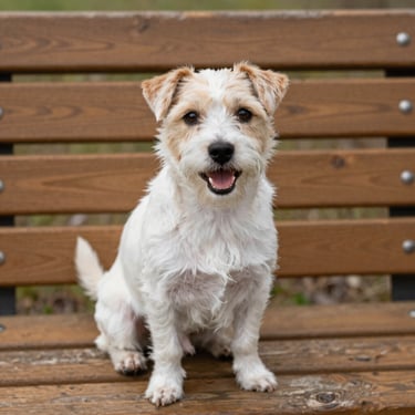 A small white and tan terrier mix dog sitting happily on a wooden bench, looking alert and friendly, natural daylight