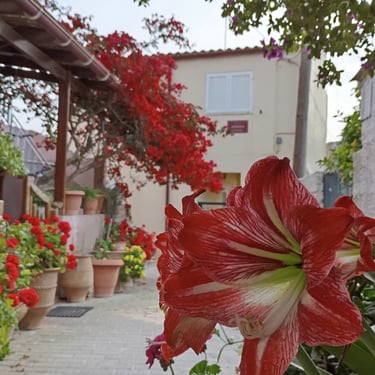 Beautiful flowers next to holiday home in Cretan village in Greece