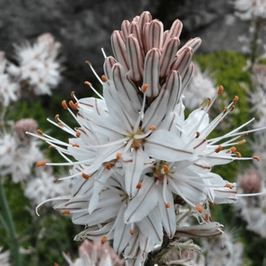 Beautiful flower blooming in the mountains of Crete