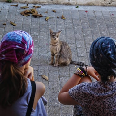 Children sitting outside Tonia's Cottage, watching a grey cat