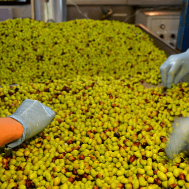 Hands picking green olives in Crete, ready for fresh olive oil