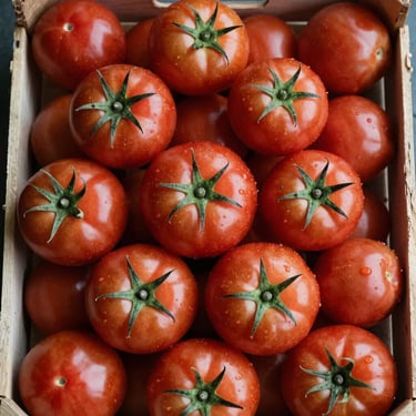 Close-up overhead of ripe Bulgarian tomatoes in a wooden sorting crate, harvest-condition, natural warehouse lighting, densely packed showing volume