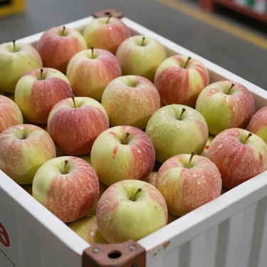 Close-up of ripe apples packed in a shipping container at a cold-chain facility, harvest-condition, industrial warehouse lighting showing volume