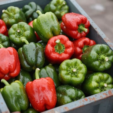 Detail shot of freshly harvested Bulgarian bell peppers arranged in a shipping container, green and red varieties, overcast daylight showing natural color and condition