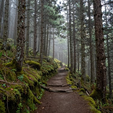 A narrow hiking trail winding through a dense, foggy Himalayan pine forest, soft green moss on tree trunks