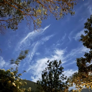 Beautiful blue skies with trees all around on a mountain in Chikmagalur