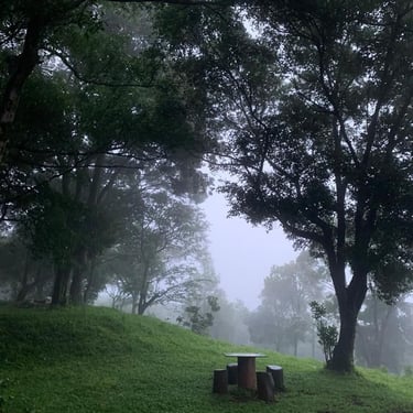 A view of trees and fog on a mountain in Chikmagalur
