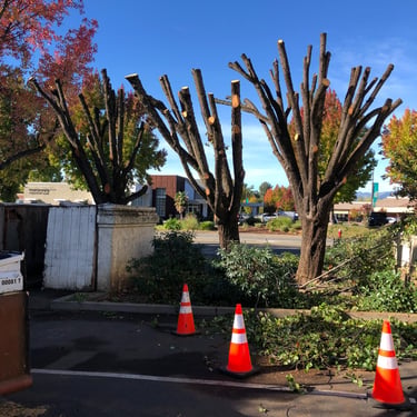 recently pruned trees