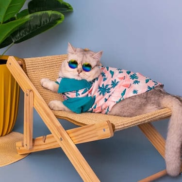 Divertido gato esponjoso con gafas de sol y una camisa tropical rosa relajándose en una silla